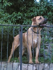 srpski odbrambeni pas